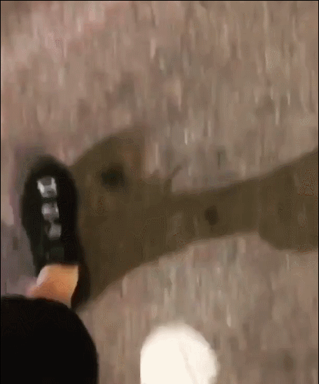 4.gif