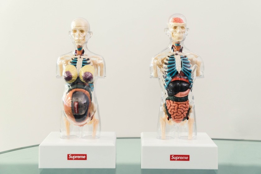 supreme-4d-master-male-and-female-anatomy-model-4.jpg