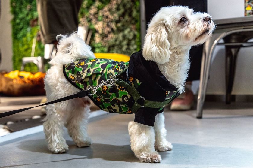 baby-milo-pet-collection-pop-up-1.jpg