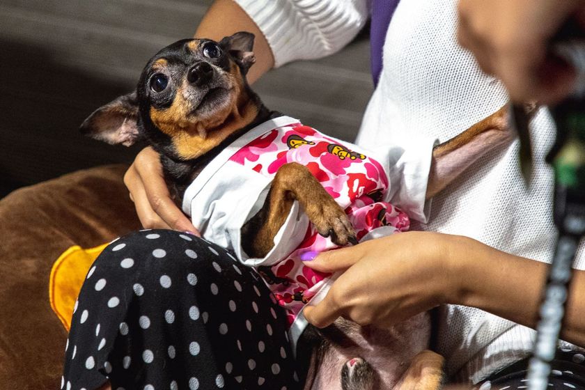 baby-milo-pet-collection-pop-up-14.jpg